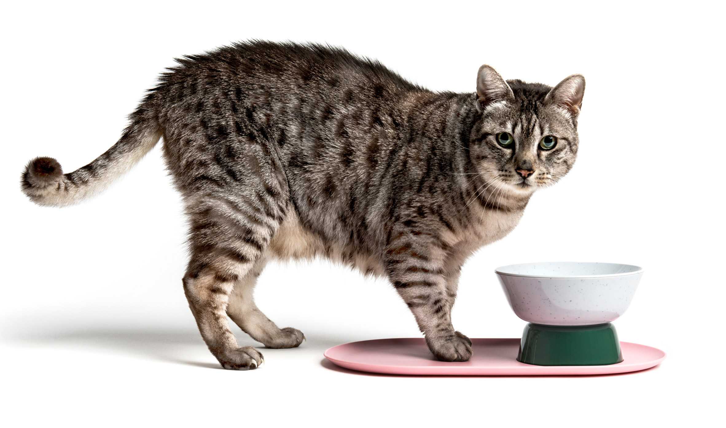 设计用于猫科动物的混搭家具