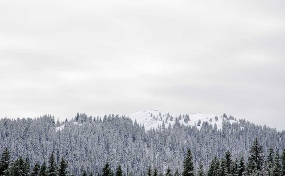 瑞士设计师Fabien Roy的木制家具品牌-MAZEL